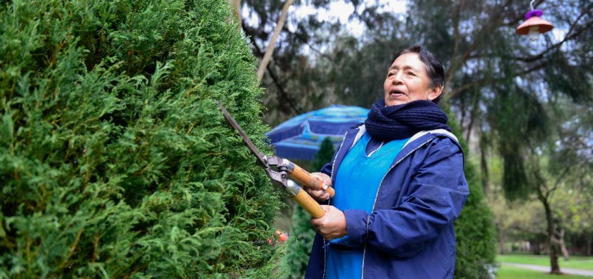 Beatriz Lincango, de 69 a&ntilde;os, trabaja -en el Valle de los Chillos- en la producci&oacute;n de &aacute;rboles de Navidad.