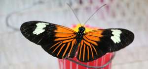 El proyecto de las universidades Ikiam y de M&uacute;nich investigar&aacute; sobre el comportamiento reproductivo de las mariposas del g&eacute;nero Heliconius.