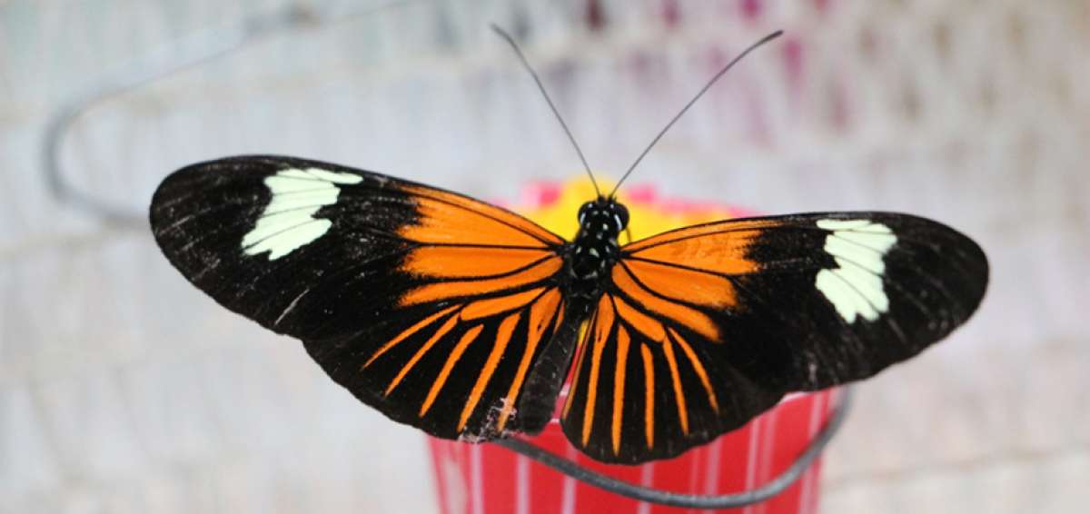 El proyecto de las universidades Ikiam y de M&uacute;nich investigar&aacute; sobre el comportamiento reproductivo de las mariposas del g&eacute;nero Heliconius.
