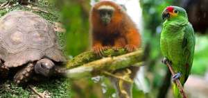 El decomiso de especies se increment&oacute; 42%
