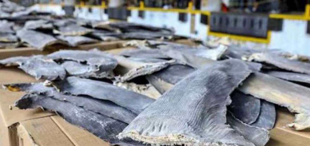 En Ecuador, el C&oacute;digo Org&aacute;nico Integral Penal (COIP) contempla sanciones hasta con prisi&oacute;n por pesca o caza de especies protegidas. 