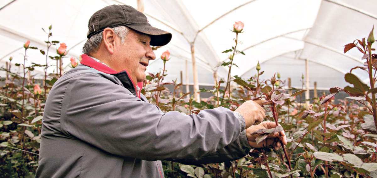 La calidad de las flores que produce C&eacute;sar Mora llega en la actualidad al mercado ruso.