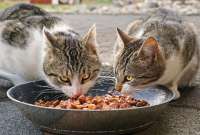 La alimentación para mascotas tiene su procedimiento