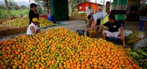 En a&ntilde;os anteriores el ciento de la fruta se vend&iacute;a en $ 4. Agricultores afirman que una  ventaja de la mandarina proveniente de Chone es su dulce sabor.