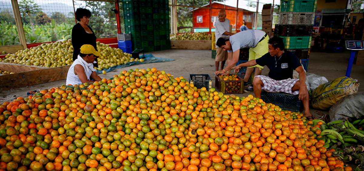 En a&ntilde;os anteriores el ciento de la fruta se vend&iacute;a en $ 4. Agricultores afirman que una  ventaja de la mandarina proveniente de Chone es su dulce sabor.