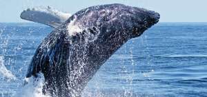 Pr&oacute;ximo avistamiento de ballenas en Puerto L&oacute;pez fortalecer&aacute; econom&iacute;a de Manab&iacute;