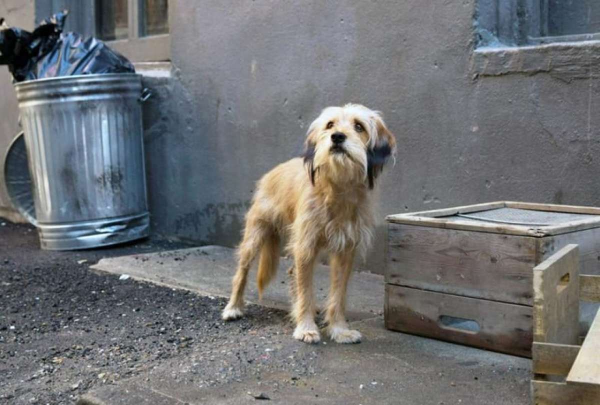 Según vecinos, los perros que agredieron a Osito están en la calle y sin vigilancia.
