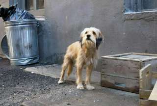 Según vecinos, los perros que agredieron a Osito están en la calle y sin vigilancia.