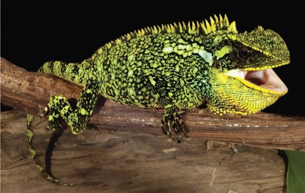 Imagen de una lagartija hembra adulta, del g&eacute;nero Enyalioides altotambo. Foto: http://smithsonianscience.org