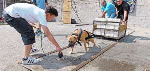 Hay ejercicios que ayudan a los pitbull a quemar energ&iacute;as. Uno es el ejercicio de arrastre. El perro usa un arn&eacute;s de protecci&oacute;n y arrastra una especie de vag&oacute;n por unos rieles. Se hace bajo supervisi&oacute;n de expertos para no lastimar al animal. 