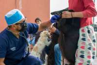 La campaña de esterilización es para perros y gatos