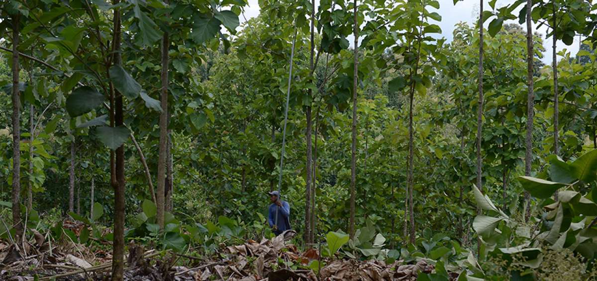 Datos de Asoteca indican que alrededor de 900.000 jornales mueve este sector productivo al a&ntilde;o.