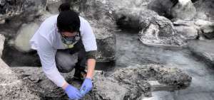 Las microalgas utilizadas en este proyecto se colectaron en el ecosistema de las aguas termales de Ecuador.
