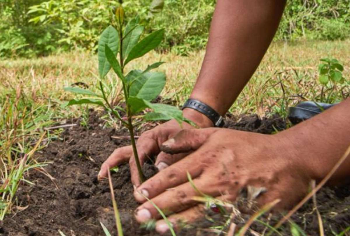Organizaciones públicas y privadas sobrepasan la meta de sembrar 500 mil árboles