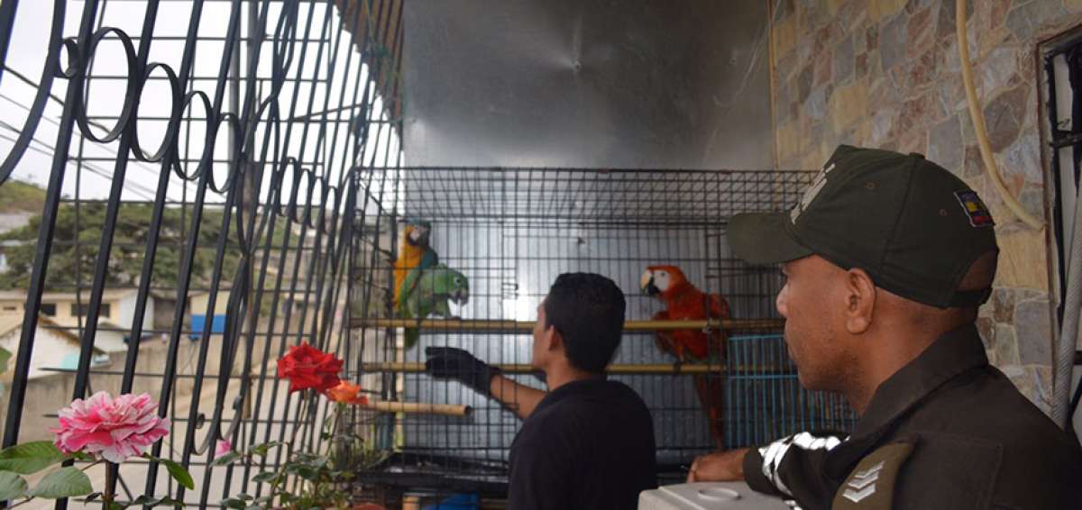 Las especies de aves fueron encontradas en una vivienda en la cooperativa Sergio Toral. El infractor deber&aacute; adem&aacute;s pagar $ 1.544  por el delito.