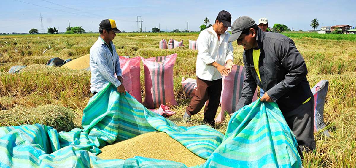 El precio del saco de arroz en c&aacute;scara se encuentra entre los $ 33 y $ 35.