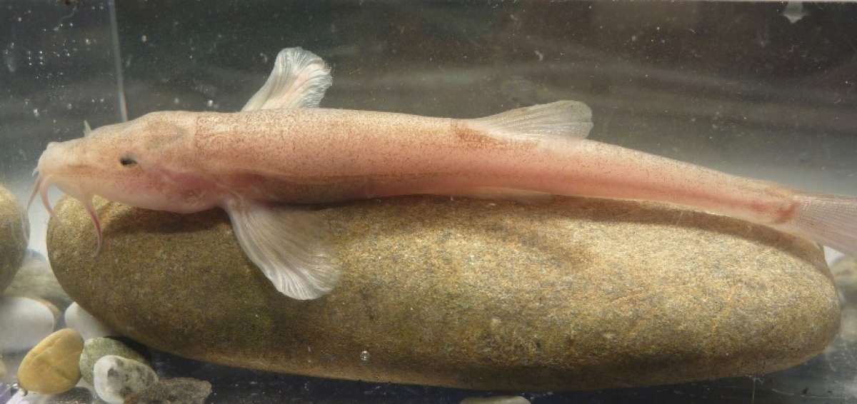 El extra&ntilde;o pez cavern&iacute;cola, una especie de br&oacute;tola, fue encontrado en la profundidad de una gruta de dif&iacute;cil acceso.