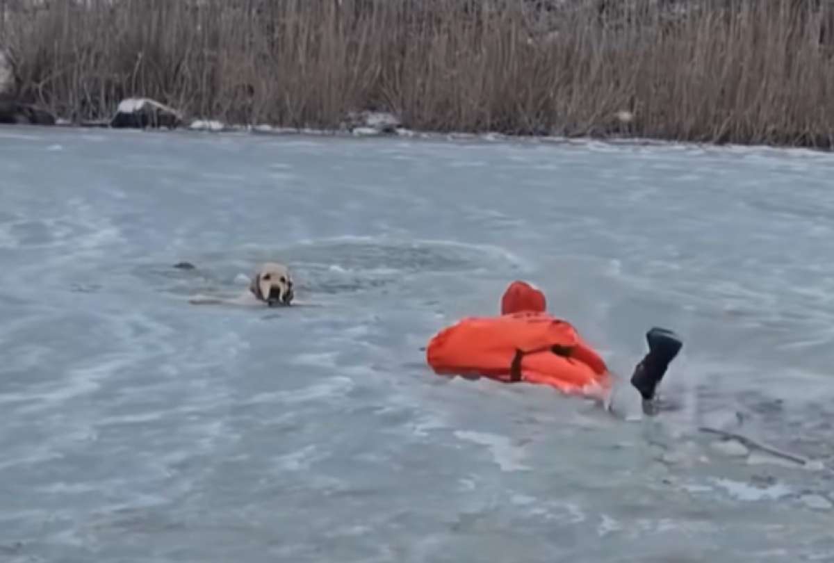 &iexcl;Dram&aacute;tico rescate! Perro qued&oacute; atrapado en un lago helado conmueve a redes sociales