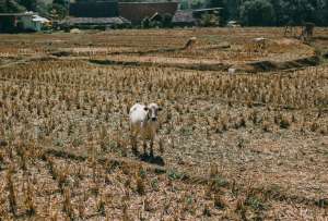 La agricultura en Ecuador enfrenta sequ&iacute;as prolongadas en la Costa.