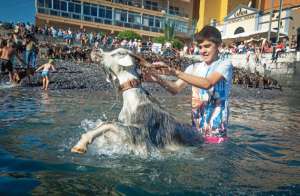 Las cabras reciben su ba&ntilde;o