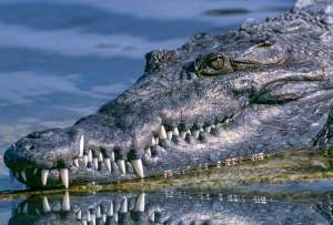 Hombre encuentra un enorme cocodrilo en su piscina en Estados Unidos
