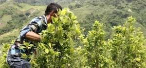 Los sembr&iacute;os il&iacute;citos ser&aacute;n exterminados con la fumigaci&oacute;n de glifosato. Hasta el a&ntilde;o pasado en Colombia hab&iacute;a 190.000 hect&aacute;reas de cultivo de coca&iacute;na, es un evidente incremento desde 2015.