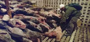 En las bodegas de las embarcaciones peruanas se hallaron especies marinas, como tiburones martillo, zorro, silky y otros.
