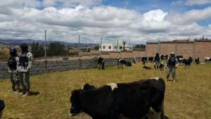 M&aacute;s del 70% de los pobladores carchenses se dedican a actividades relacionadas con el sector agropecuario. Foto: Cortes&iacute;a