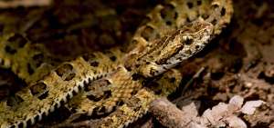 Esta serpiente es de coloraci&oacute;n verde claro con manchas en el dorso en forma de una &ldquo;C&rdquo;. La estructura de sus escamas es distinta a otras.