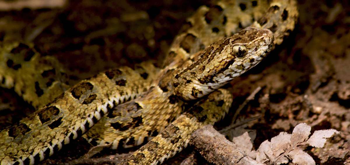 Esta serpiente es de coloraci&oacute;n verde claro con manchas en el dorso en forma de una &ldquo;C&rdquo;. La estructura de sus escamas es distinta a otras.