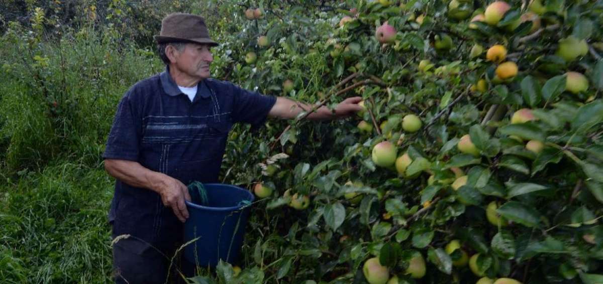 Agricultores de la parroquia Alobamba, del cant&oacute;n Tisaleo, son los beneficiarios del Ramal 9. All&iacute; se aplica riego por aspersi&oacute;n y el cultivo mayoritario es la manzana seguido por el durazno, claudia, pera y capul&iacute;.