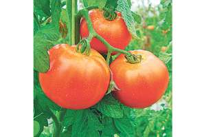 La producci&oacute;n agr&iacute;cola tendr&aacute; un crecimiento significativo