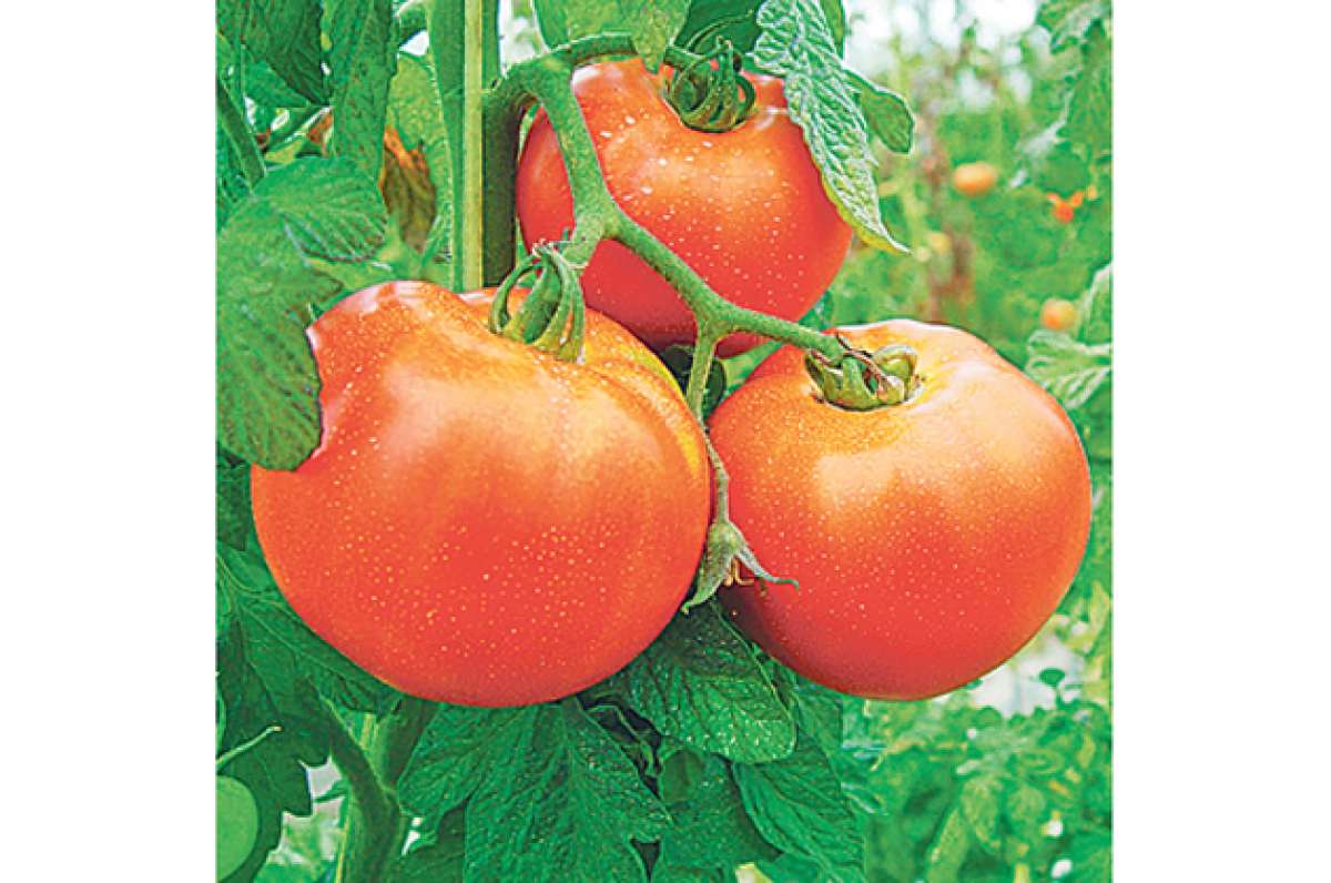 La producci&oacute;n agr&iacute;cola tendr&aacute; un crecimiento significativo