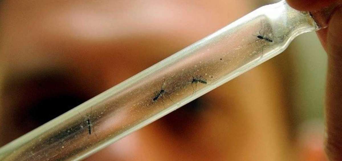 El zika tambi&eacute;n puede provocar mielitis, grave trastorno de los miembros