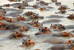 Colombia activa plan para controlar a los hipop&oacute;tamos de Escobar