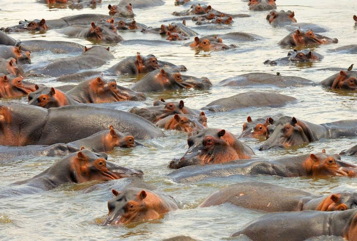 Colombia activa plan para controlar a los hipop&oacute;tamos de Escobar