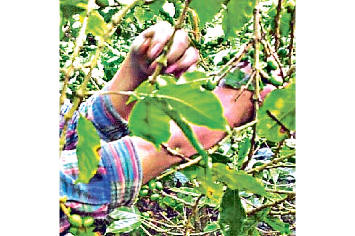 50.000 plantas de caf&eacute; robusta se entregaron en Santo Domingo 