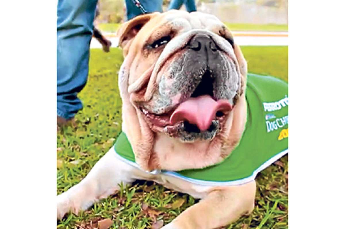 La competencia Perrot&oacute;n 5K Amigo Fiel se realiz&oacute; con &eacute;xito en Otavalo