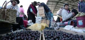 A inicios de enero empieza la producci&oacute;n de capul&iacute; que se vende por cajas en el Mercado Mayorista de Ambato.