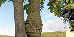 Cuando un &aacute;rbol est&aacute; inclinado y es muy alto puede representar un peligro. En ese caso hay que talarlo. Foto: Carlos Jim&eacute;nez / El Tel&eacute;grafo