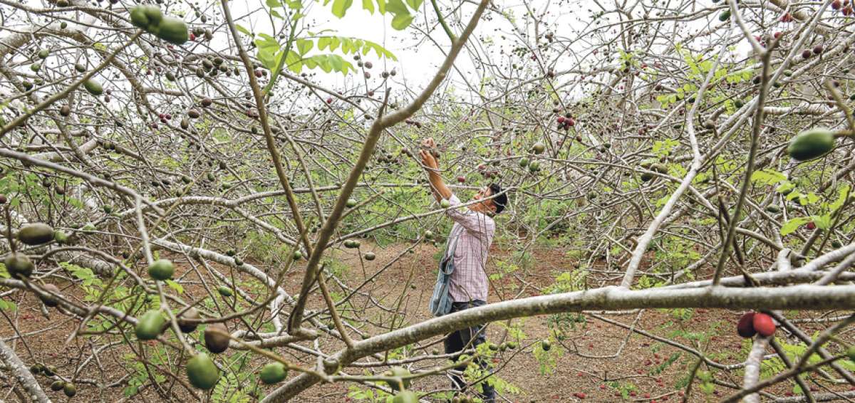 La recolecci&oacute;n del fruto inici&oacute; en julio y culminar&aacute; a mediados de noviembre pr&oacute;ximo.