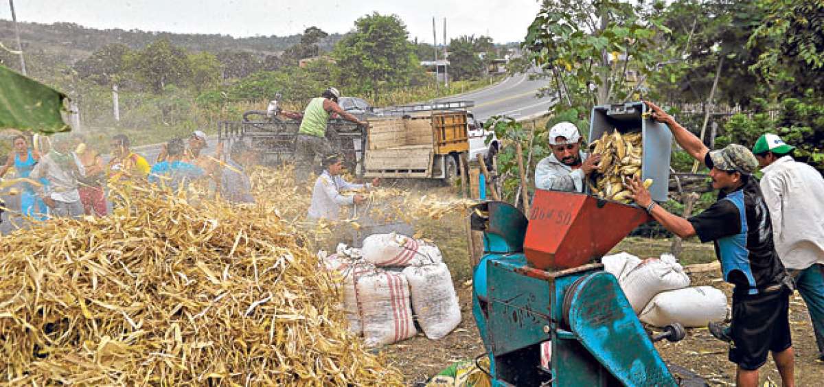 Tosagua tiene una diversidad de recursos naturales y tur&iacute;sticos. En su territorio tambi&eacute;n se cosecha ma&iacute;z, que es una de las fuentes de ingreso de las familias que habitan en la zona rural de la localidad. FOTO: RODOLFO  P&Aacute;RRAGA / EL TEL&Eacute;GRAFO