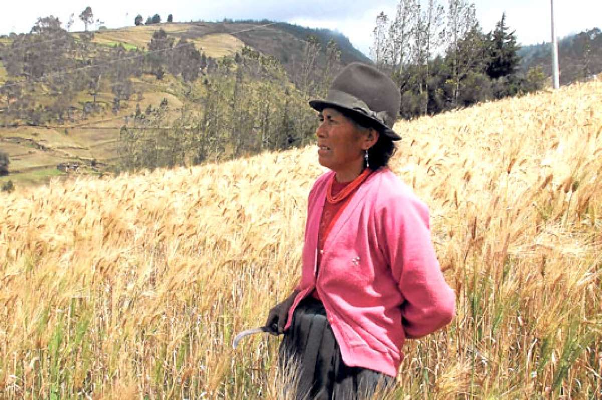 A m&aacute;s de cebada y trigo, productos sembrados en el lugar desde hace muchos a&ntilde;os en los terrenos de Huapante, podr&aacute;n reforzarse los cultivos de papa y otros tub&eacute;rculos de clima fr&iacute;o. FOTO: ROBERTO CHAVEZ .