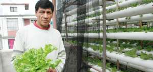 La lechuga hidrop&oacute;nica se obtiene en Latacunga