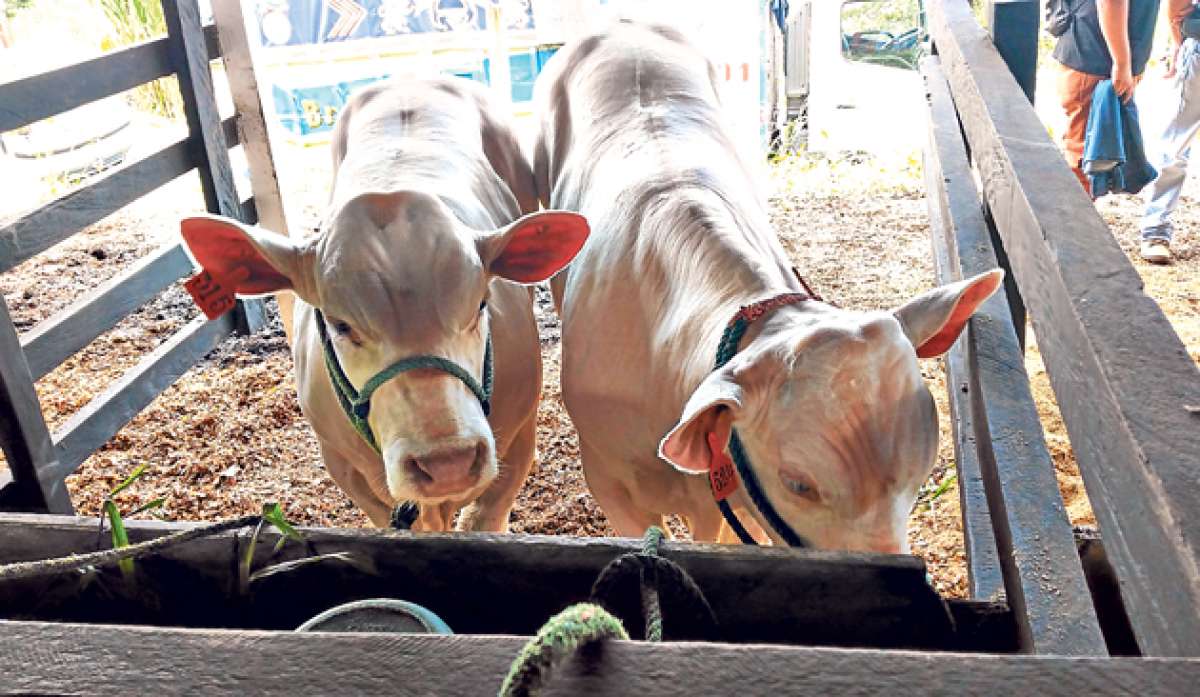 Con estas especies que ingresan al sector ganadero de Morona Santiago se busca mejorar la producci&oacute;n de carne y leche. Foto: Cortes&iacute;a