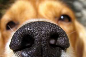 &iquest;Pueden oler el miedo los perros?