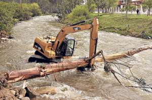 El socavamiento de las m&aacute;rgenes del r&iacute;o Tomebamba provoc&oacute; que grandes &aacute;rboles cayeran en el agua. Foto: Jos&eacute; Luis LLivisaca/ El Tel&eacute;grafo