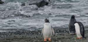Unos 150.000 ping&uuml;inos amenazados por un iceberg en la Ant&aacute;rtida