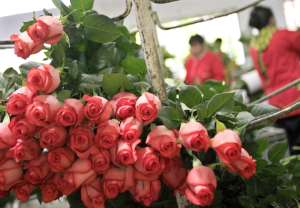 Rosas ecuatorianas adornar&aacute;n sede de la cumbre de a Celac y la UE  
