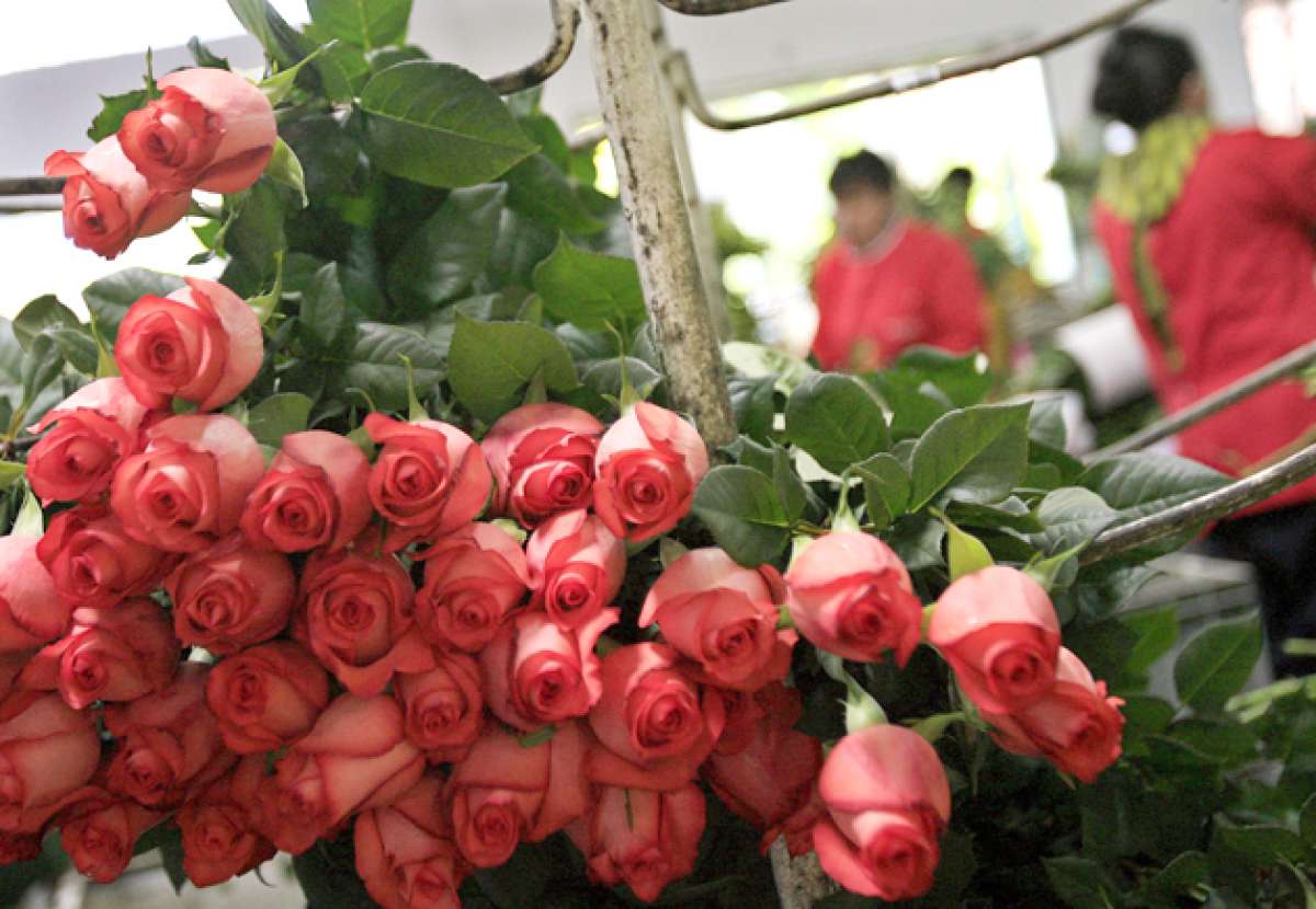 Rosas ecuatorianas adornar&aacute;n sede de la cumbre de a Celac y la UE  